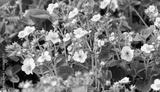 preview bw