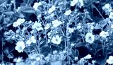 preview cold