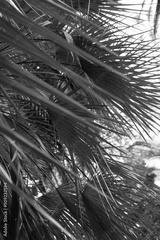 preview bw