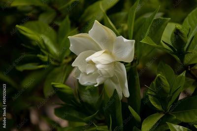 image to crop