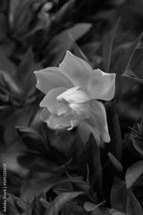 preview bw