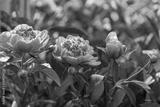 preview bw
