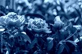 preview cold