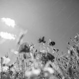 preview bw