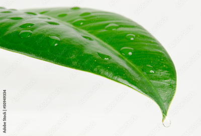 image to crop