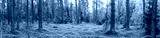 preview cold
