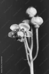 preview bw