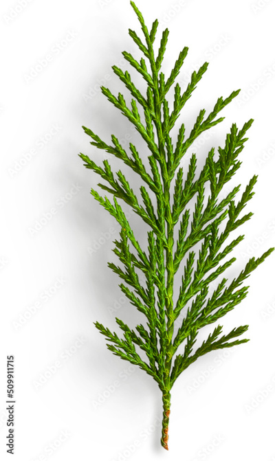 image to crop