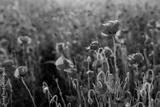 preview bw