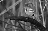 preview bw