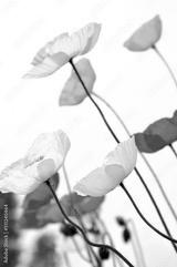 preview bw