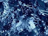 preview cold