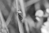 preview bw