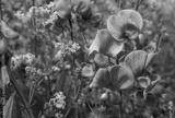 preview bw