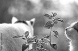 preview bw