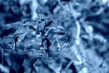 preview cold