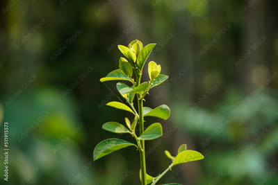 image to crop