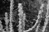 preview bw