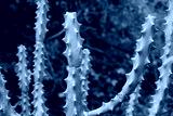 preview cold