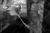 preview bw