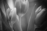 preview bw