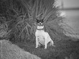 preview bw