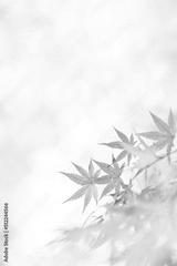 preview bw