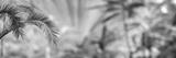 preview bw