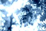 preview cold