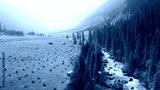 preview cold