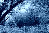 preview cold