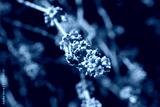 preview cold