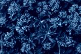 preview cold
