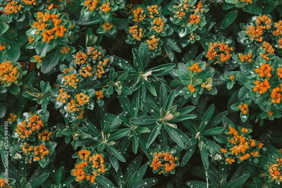 image to crop