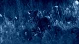 preview cold