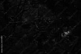 preview bw