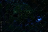 preview original