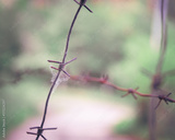 preview original