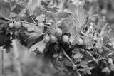 preview bw