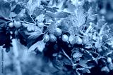 preview cold