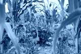preview cold