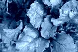 preview cold