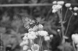 preview bw