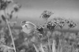 preview bw