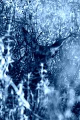 preview cold