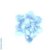 preview cold