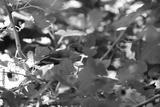 preview bw