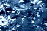 preview cold
