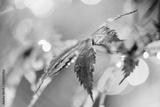 preview bw