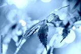preview cold